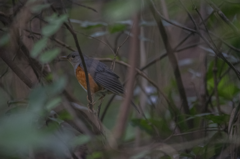 Turdus hortulorum