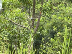 Anax guttatus