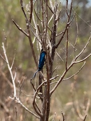 Pollanisus viridipulverulenta