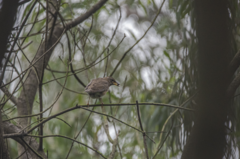 Turdus obscurus