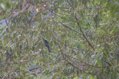 Dicrurus hottentottus