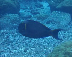 Acanthurus bariene