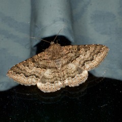 Eudesmeola lawsoni