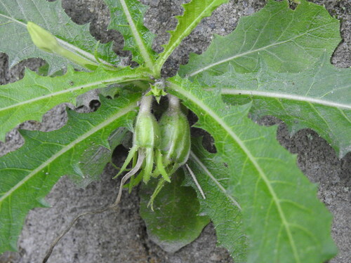 Hippobroma longiflora