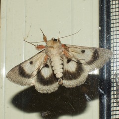 Eudesmeola lawsoni