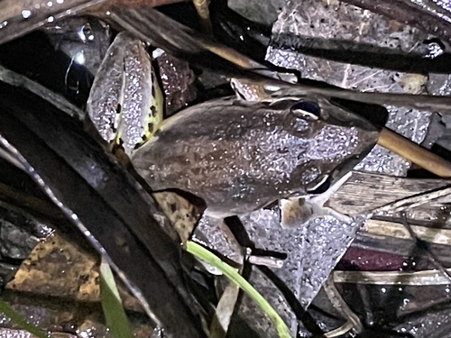 Broad-palmed Frog, Litoria latopalmata