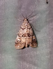 Elophila gyralis