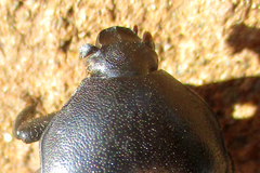 Oplostomus fuligineus