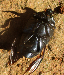 Oplostomus fuligineus