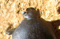 Oplostomus fuligineus