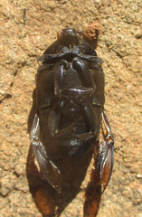 Oplostomus fuligineus