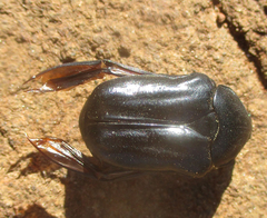 Oplostomus fuligineus