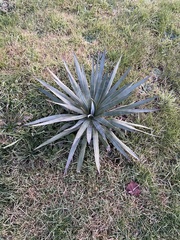 Yucca