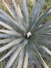 Yucca