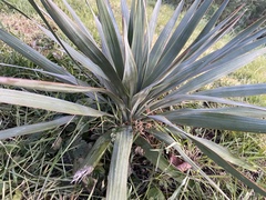 Yucca