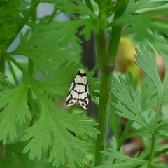 Scaptesyle dichotoma