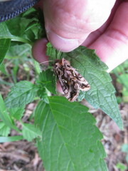 Autographa pulchrina