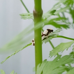 Scaptesyle dichotoma