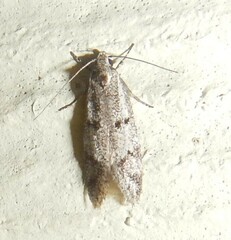 Oecophorinae