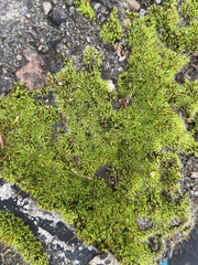 Tortula muralis muralis