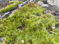 Tortula muralis muralis