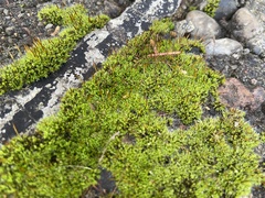 Tortula muralis muralis