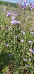 Lactuca tatarica