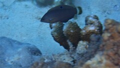 Halichoeres marginatus