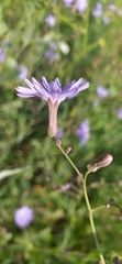 Lactuca tatarica