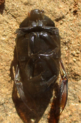 Oplostomus fuligineus