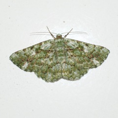 Aeolochroma viridicata