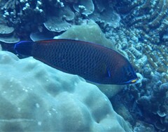 Pseudodax moluccanus