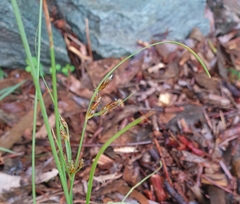 Fimbristylis dichotoma
