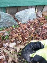 Fimbristylis dichotoma