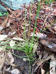 Fimbristylis dichotoma