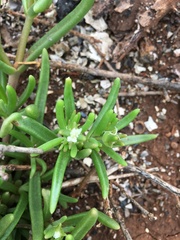 Delosperma lineare