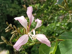 Bauhinia purpurea