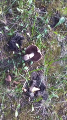 Agaricus campestris