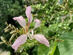 Bauhinia purpurea