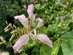 Bauhinia purpurea