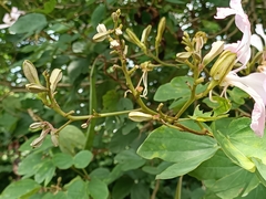 Bauhinia purpurea