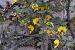 Bossiaea cinerea