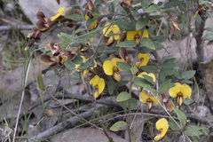 Bossiaea cinerea