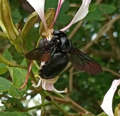 Xylocopa latipes