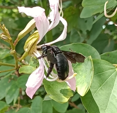 Xylocopa latipes