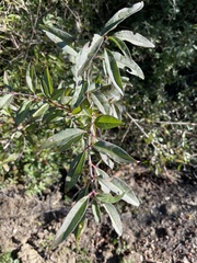 Prunus amygdalus