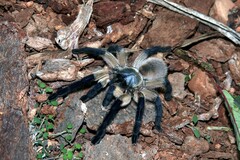 Monocentropus balfouri