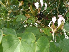 Xylocopa latipes
