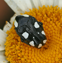 Mausoleopsis amabilis