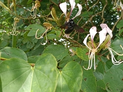 Xylocopa latipes